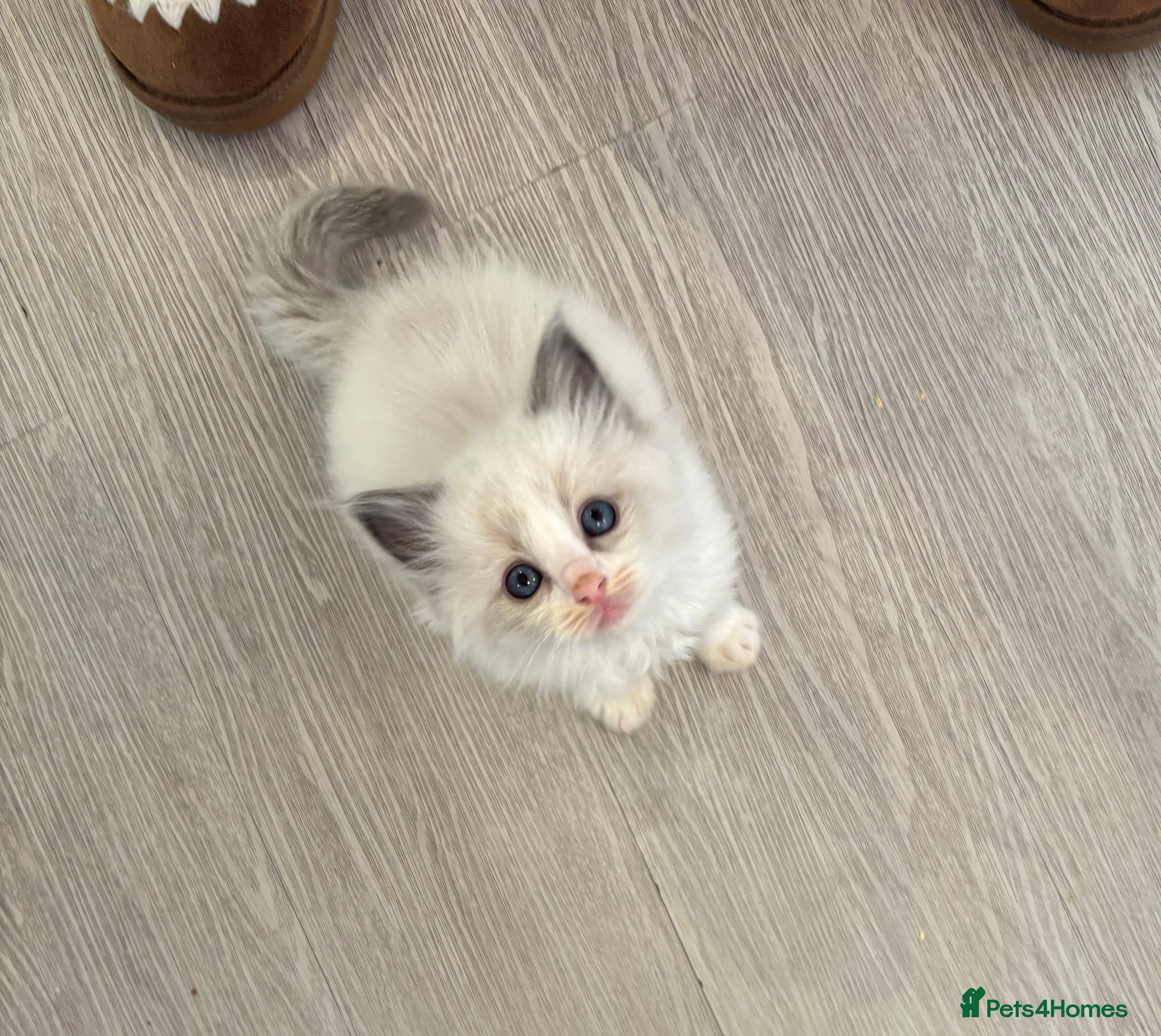 Ragdoll cats Bi colour boy left  - Advert 6