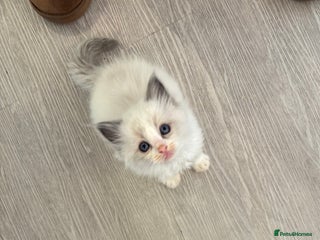 Ragdoll cats Bi colour boy left - Advert 15