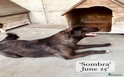 Mixed Breed dogs for adoption: Sombra, 1.5 yrs approx  Available for adoption  in Brixham - Image 23