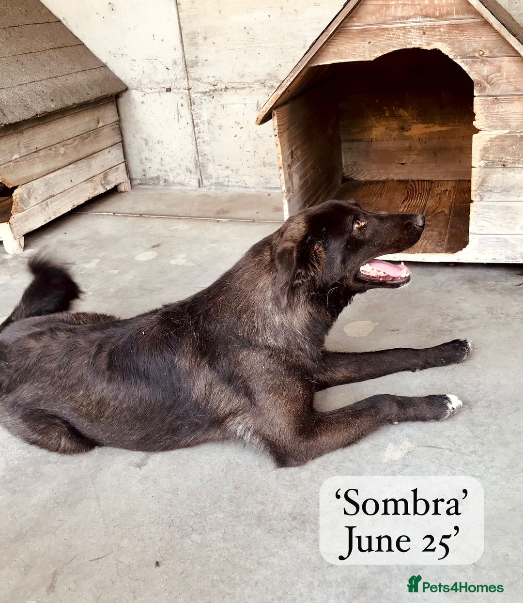 Mixed Breed dogs for adoption: Sombra, 1.5 yrs approx  Available for adoption  in Brixham - Image 23