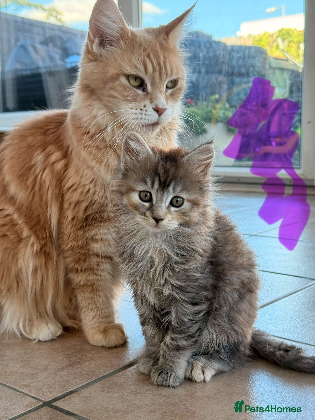 Maine Coon cats for sale: 🐾 Maine Coon Kittens X needing forever home 🐾 - Image 29