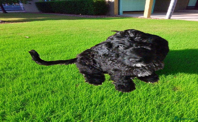 Goldendoodle dogs - Advert 1