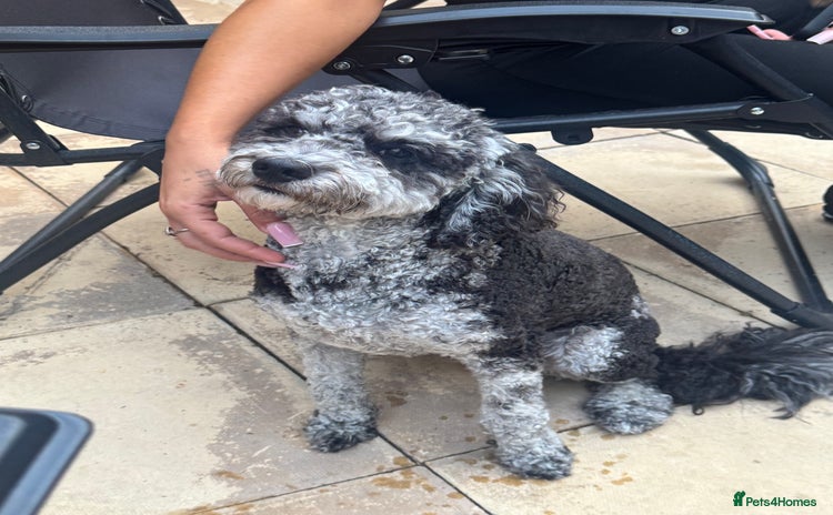 Miniature Poodle dogs - Advert 16