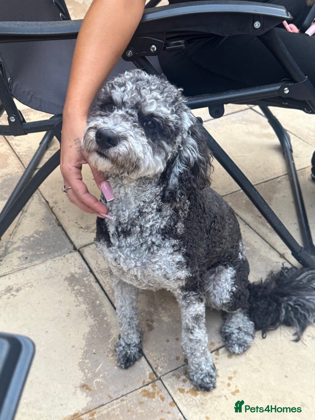 Miniature Poodle dogs for stud:  Mearl Miniature poodle sw8 London  - Image 1