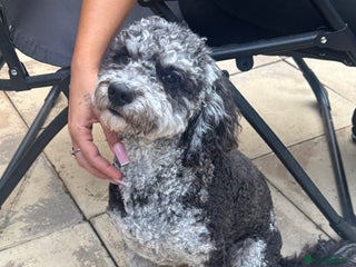 Miniature Poodle dogs - Advert 5