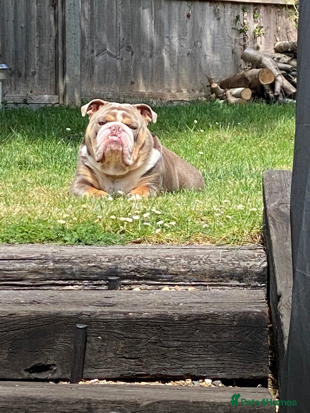 English Bulldog dogs for sale: British Bulldog For Sale in Hatfield - Advert 2