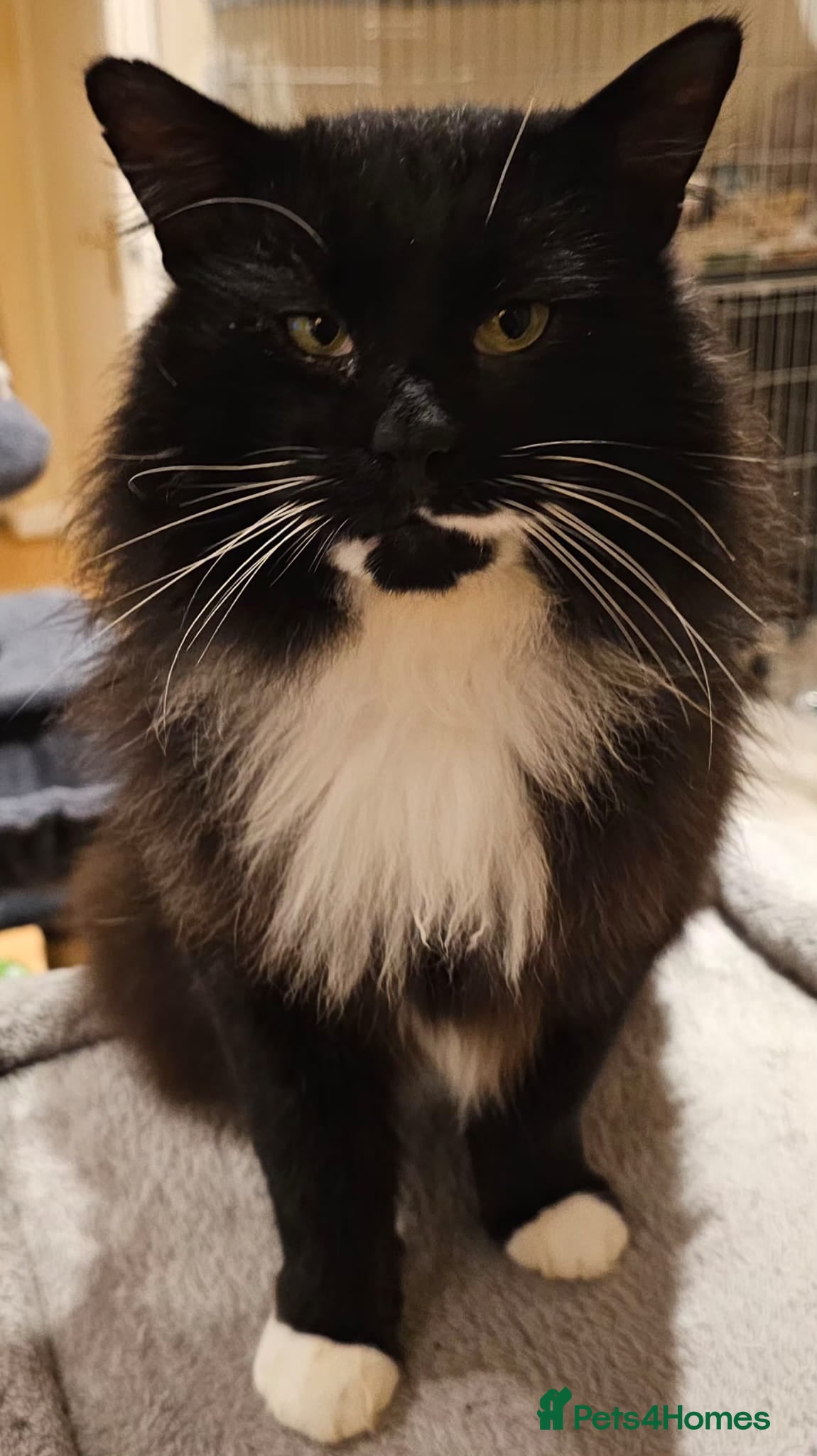 Mixed Breed cats Alfie the gentle giant rescue needs an indoor home - Advert 21