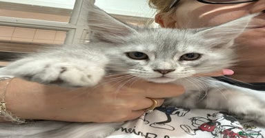 Maine Coon cats - Advert 15