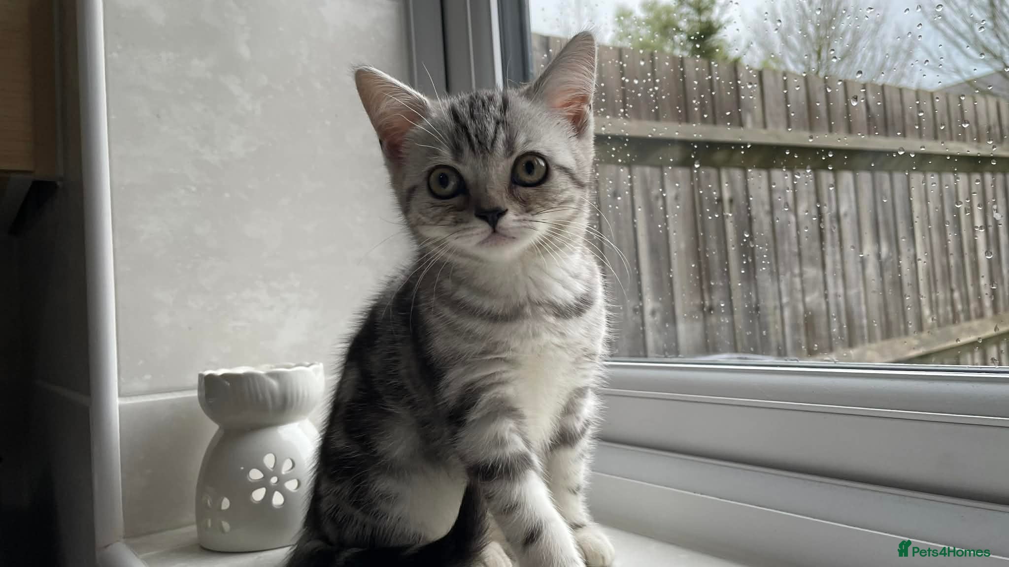 British Shorthair cats British Shorthair Silver Tabby Kittens - Advert 13