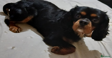 Cavalier King Charles Spaniel dogs - Advert 5