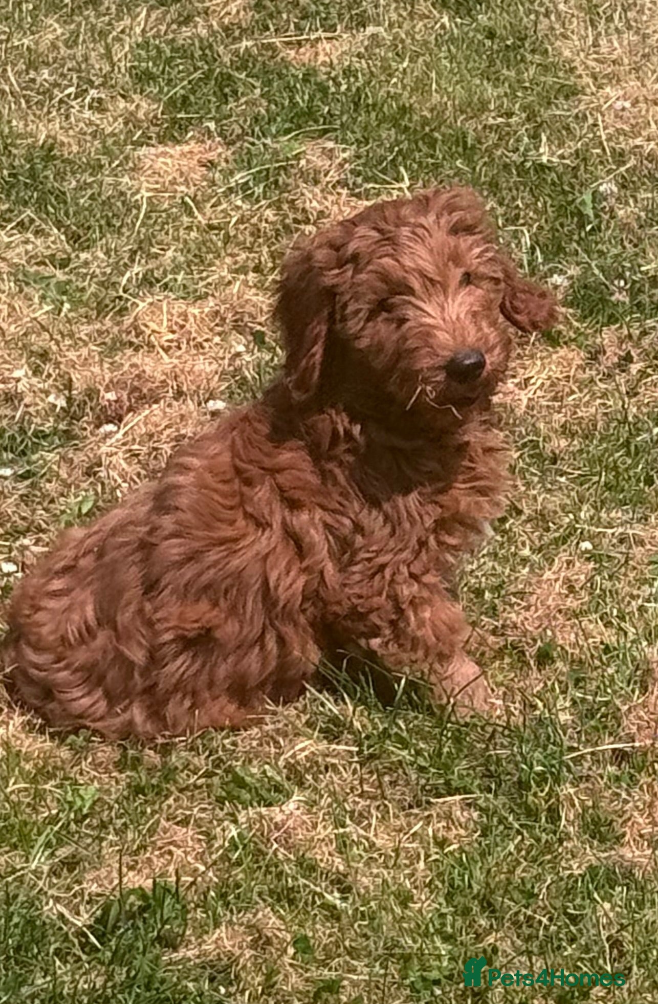 Australian Labradoodle dogs Australian labradoodles  - Advert 1