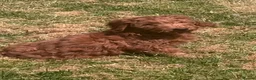Australian Labradoodle dogs for sale: Australian labradoodles  - Advert 2