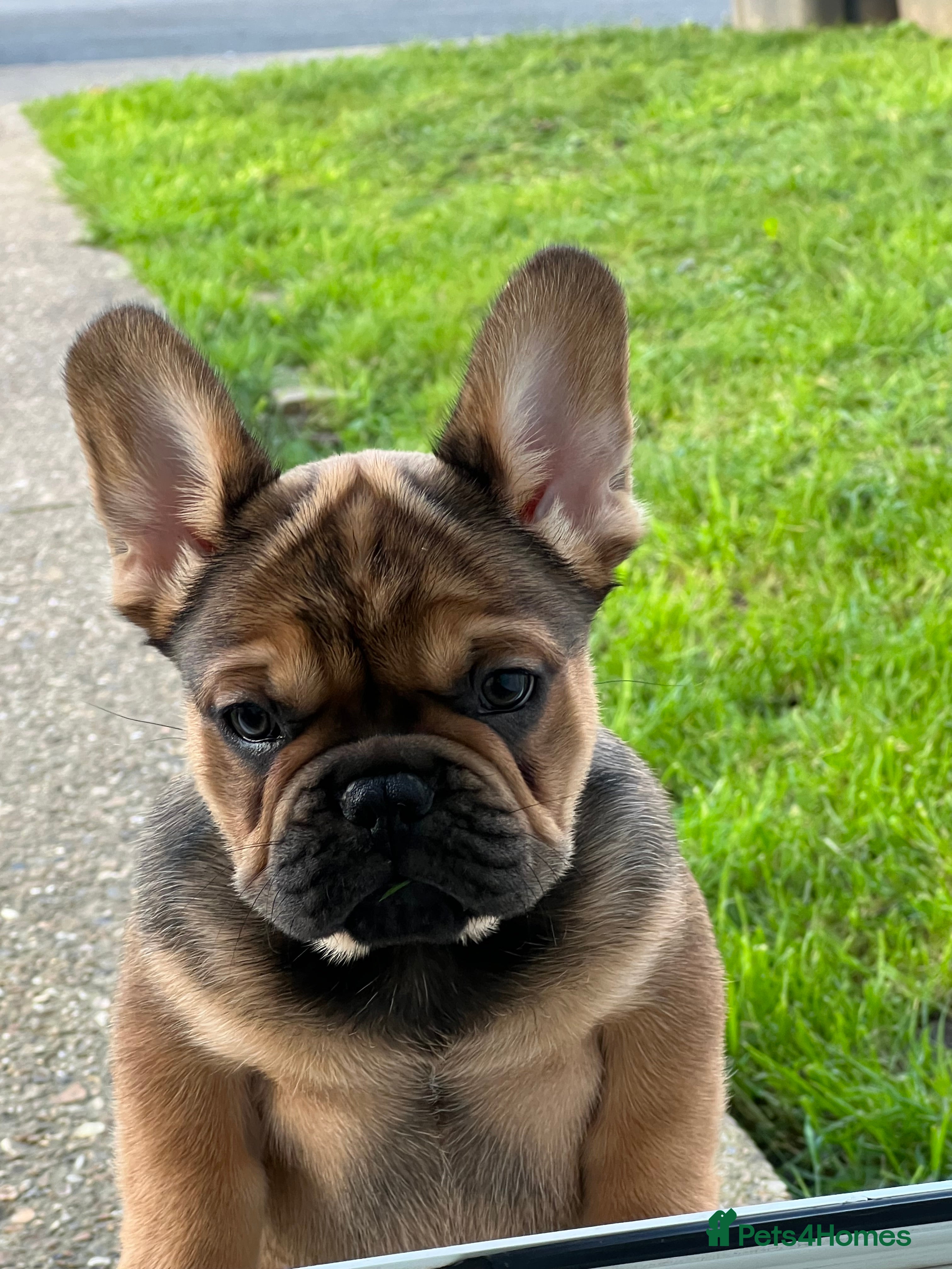 French Bulldog dogs French bulldog puppies - Advert 13