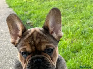 French Bulldog dogs French bulldog puppies - Advert 13