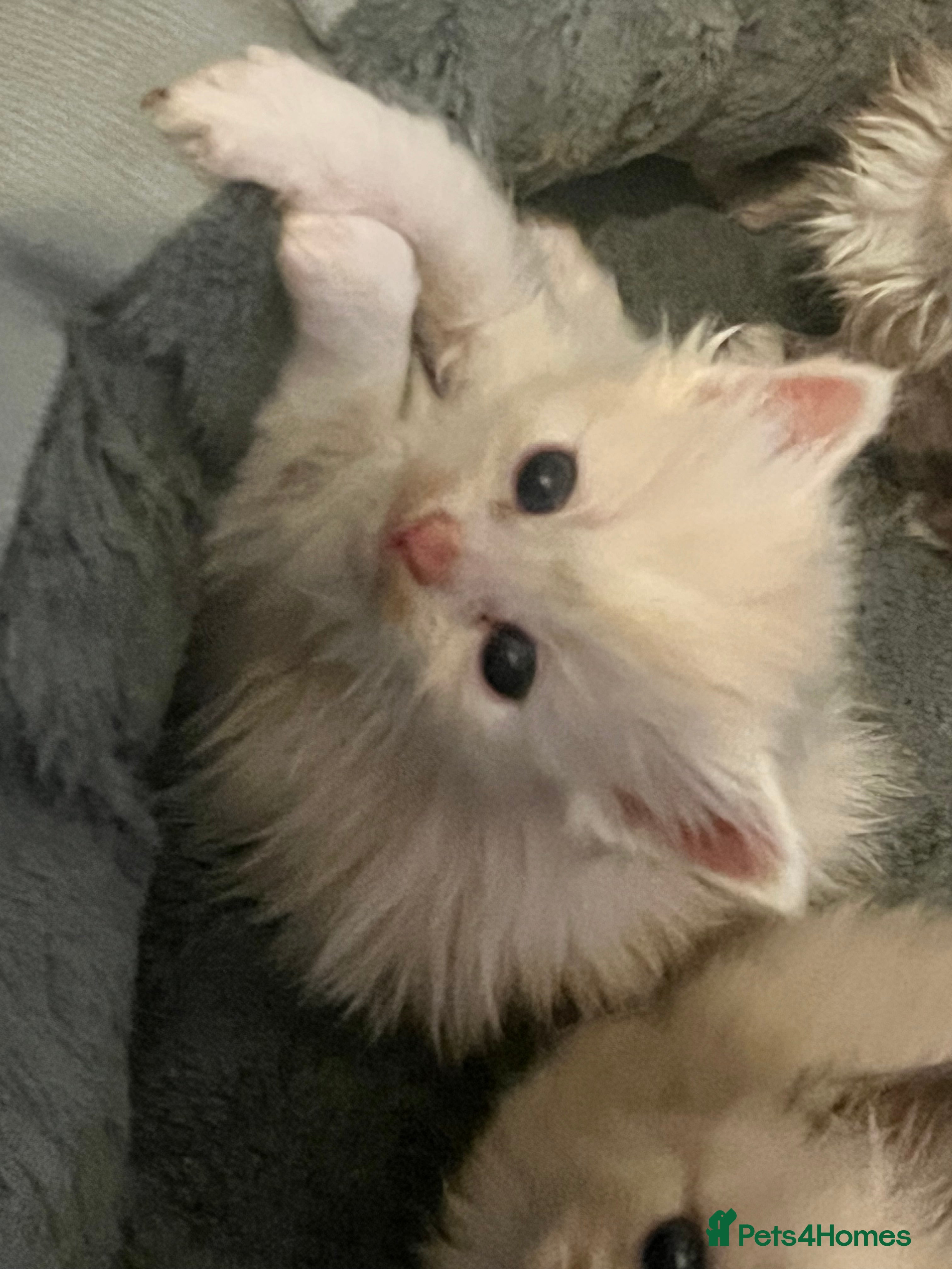 Ragdoll cats Cherubim ragdolls full pedigree - Advert 17