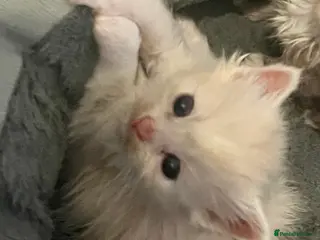 Ragdoll cats Cherubim ragdolls full pedigree - Advert 17