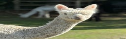 Alpaca livestock for sale: Pet Male Alpacas For Sale - Advert 1