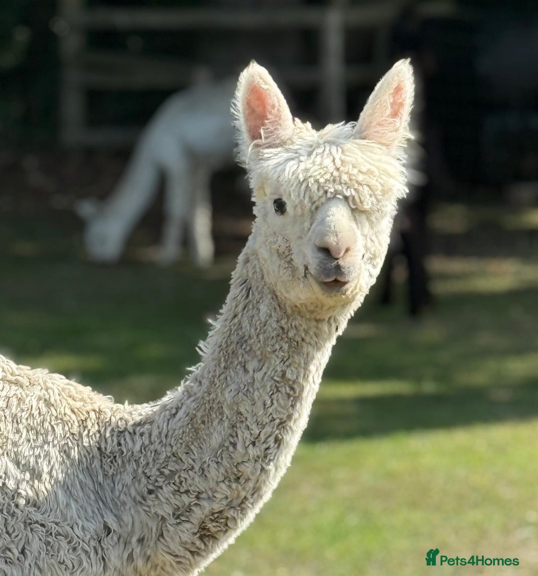 Alpaca livestock for sale: Pet Male Alpacas For Sale - Advert 1
