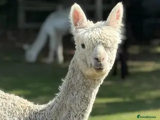 Alpaca livestock Four Pet Male Alpaca - Advert 9