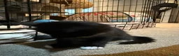 Maine Coon cats for sale: Stunning Maine Coon Cross Kittens – Ready Soon 🐾  - Advert 12