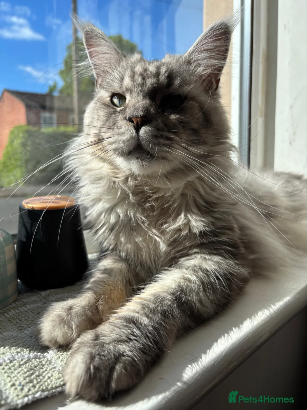 Mixed Breed cats for sale: 3 x Maine coon/domestic long hair kittens - Advert 5