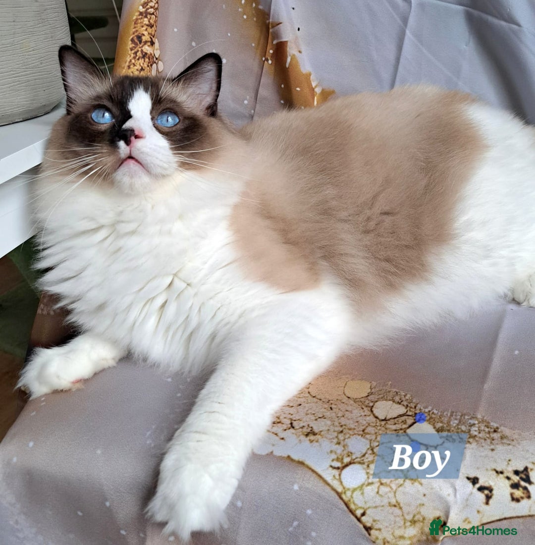 Ragdoll cats for sale: Exceptional bloodlines Ragdolls 💞💞 - Image 24