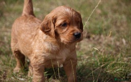 Golden Retriever dogs for sale: Dark Red Kc Registered Golden Retriever Puppies - Image 18