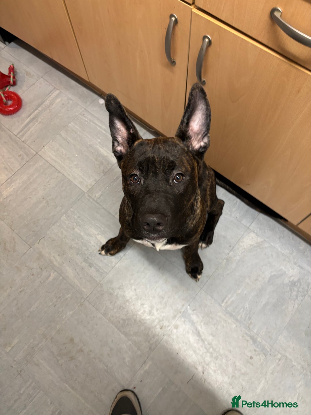 Mixed Breed dogs for sale: Zeus - Belgian malinois x Japanese Akita - Advert 5