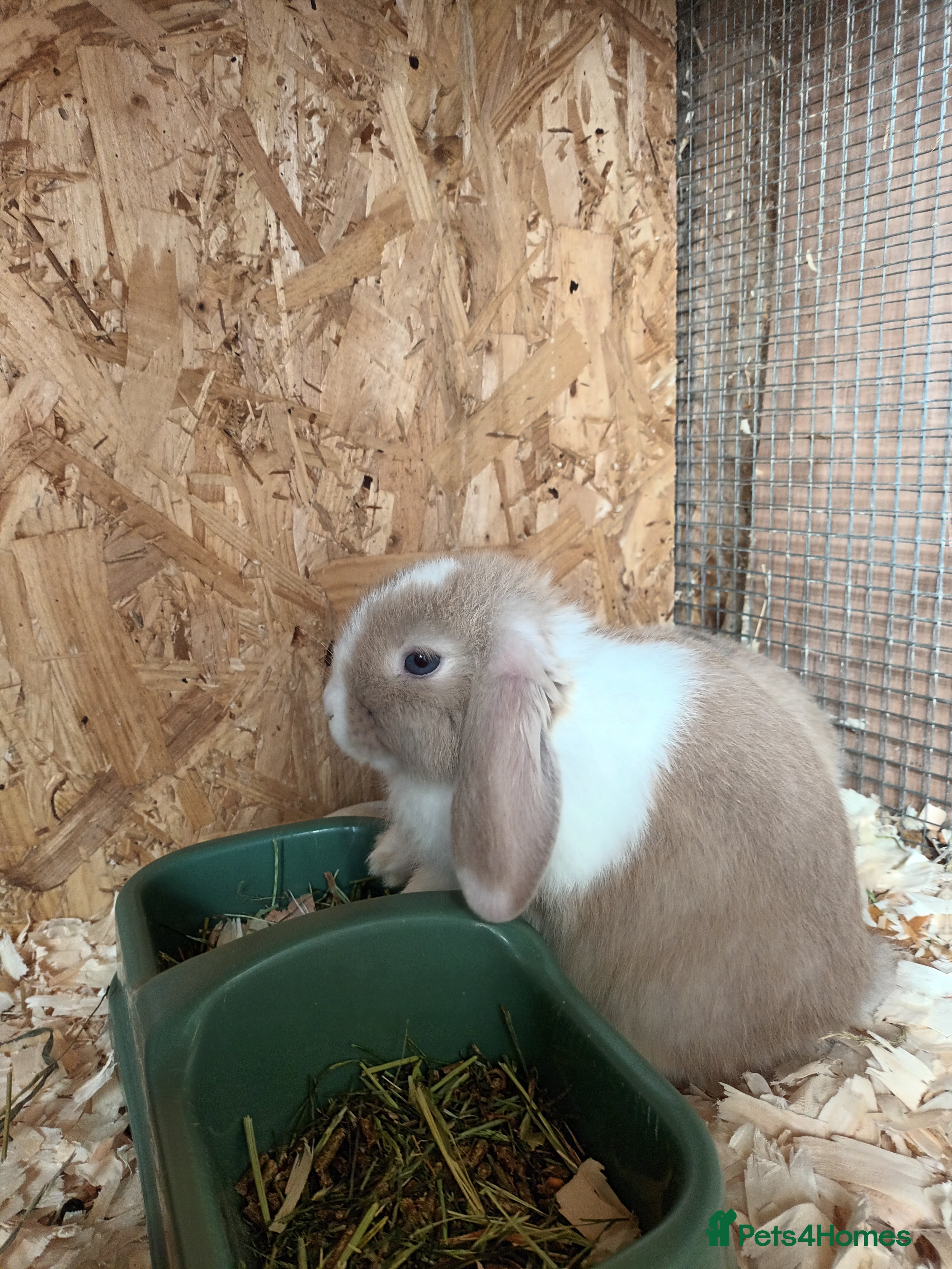 Mini Lop rabbits Mini lop - Advert 2