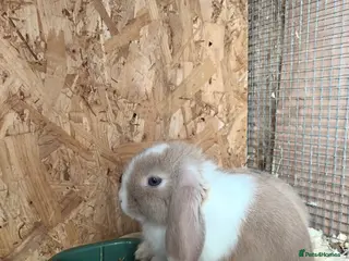 Mini Lop rabbits Mini lop - Advert 2