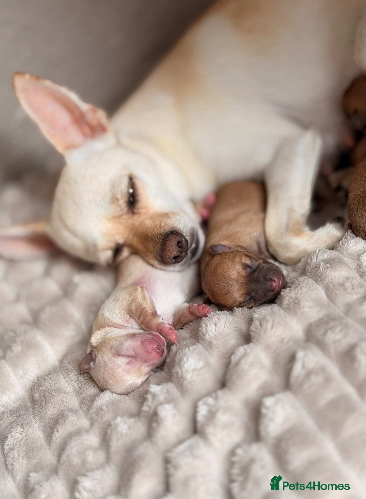 Chihuahua dogs for sale: Three Chihuahua Pup Girls  in Telford - Advert 8