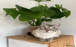 Bengal cats for sale: Snow Bengal looking for home. Female 3YR Rella - Advert 4