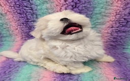 Maltese dogs for sale: FULL KOREAN KC REGISTERED MALTESE PUPIES - Image 11