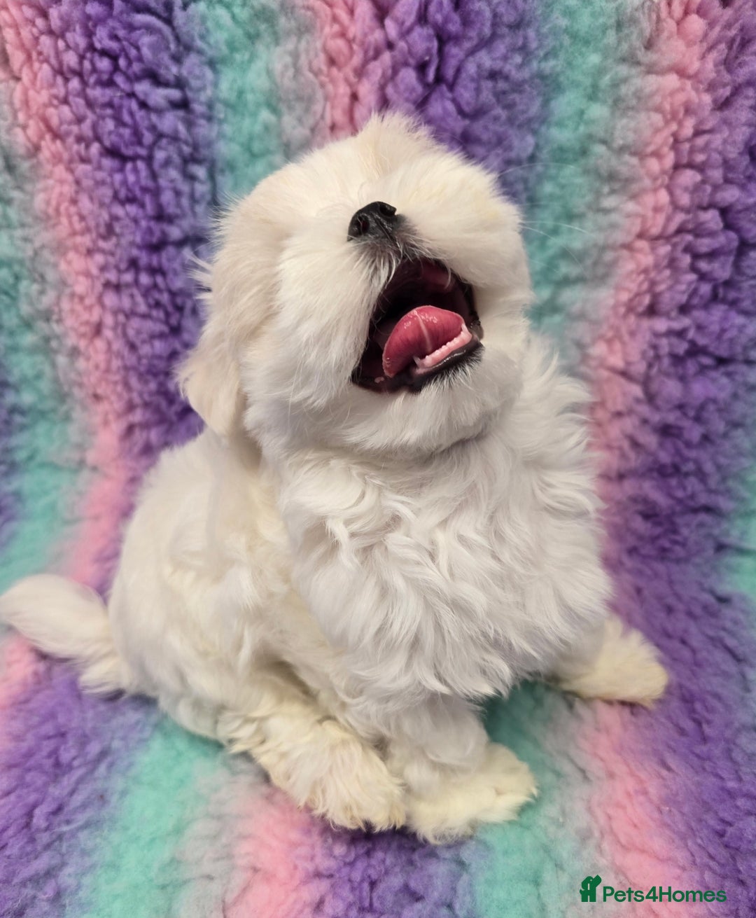 Maltese dogs for sale: FULL KOREAN KC REGISTERED MALTESE PUPIES - Image 11