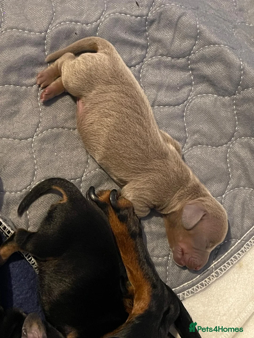 Miniature Dachshund dogs for sale: Miniature dachshund  - Advert 6