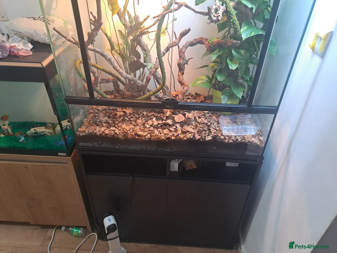 Chameleon reptiles for sale: Yemin chamelian - Advert 1