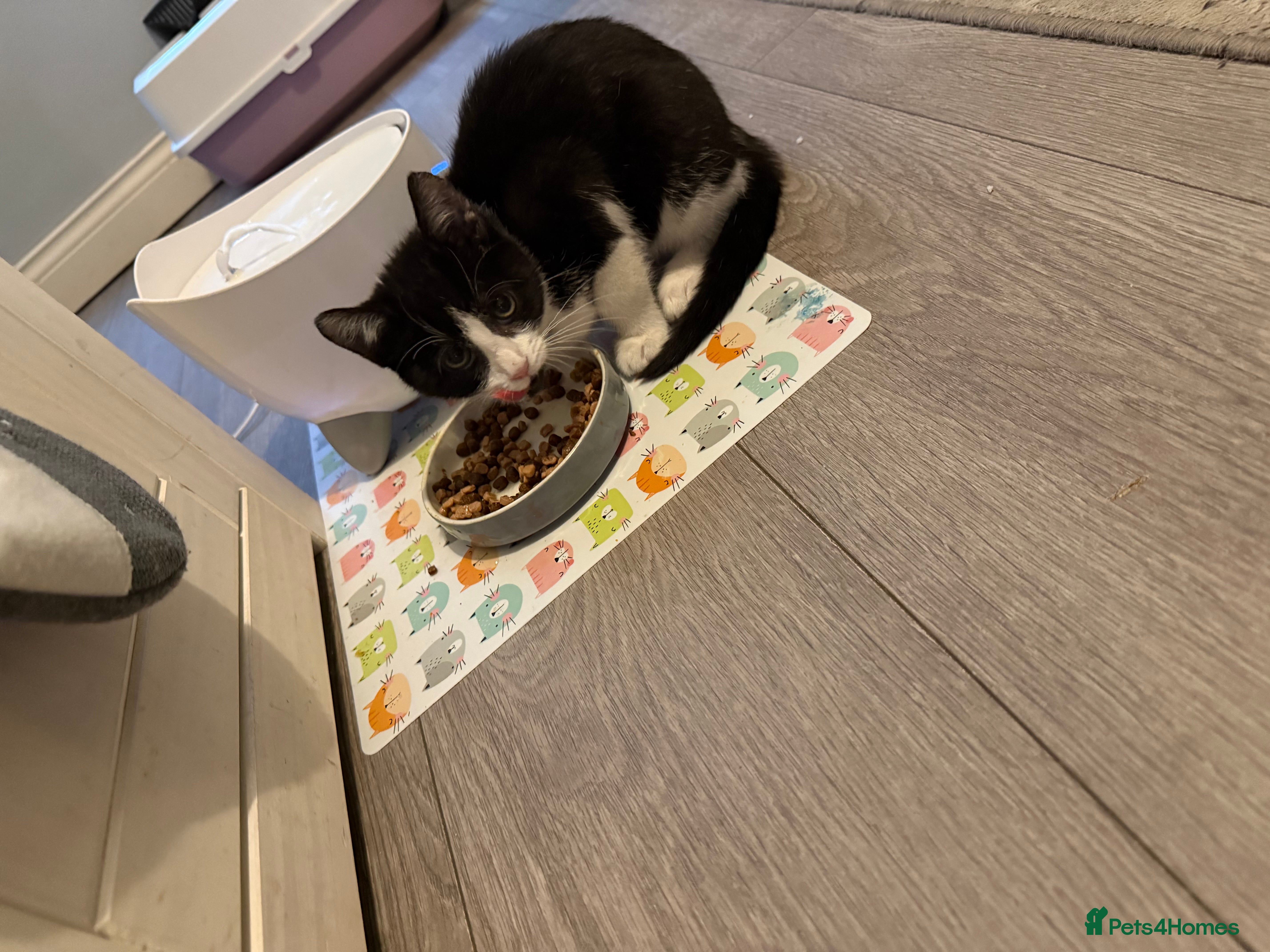 British Longhair cats Kitten for sale (Luna)  - Advert 12