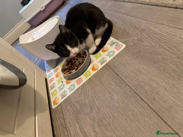 British Longhair cats Kitten for sale (Luna) - Advert 1