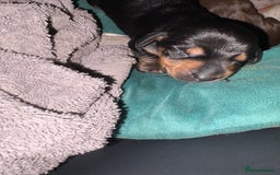 Miniature Dachshund dogs for sale: Miniature dachshund puppies  - Image 5