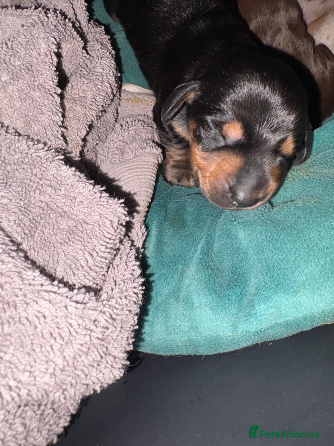 Miniature Dachshund dogs for sale: Miniature dachshund puppies  - Image 5