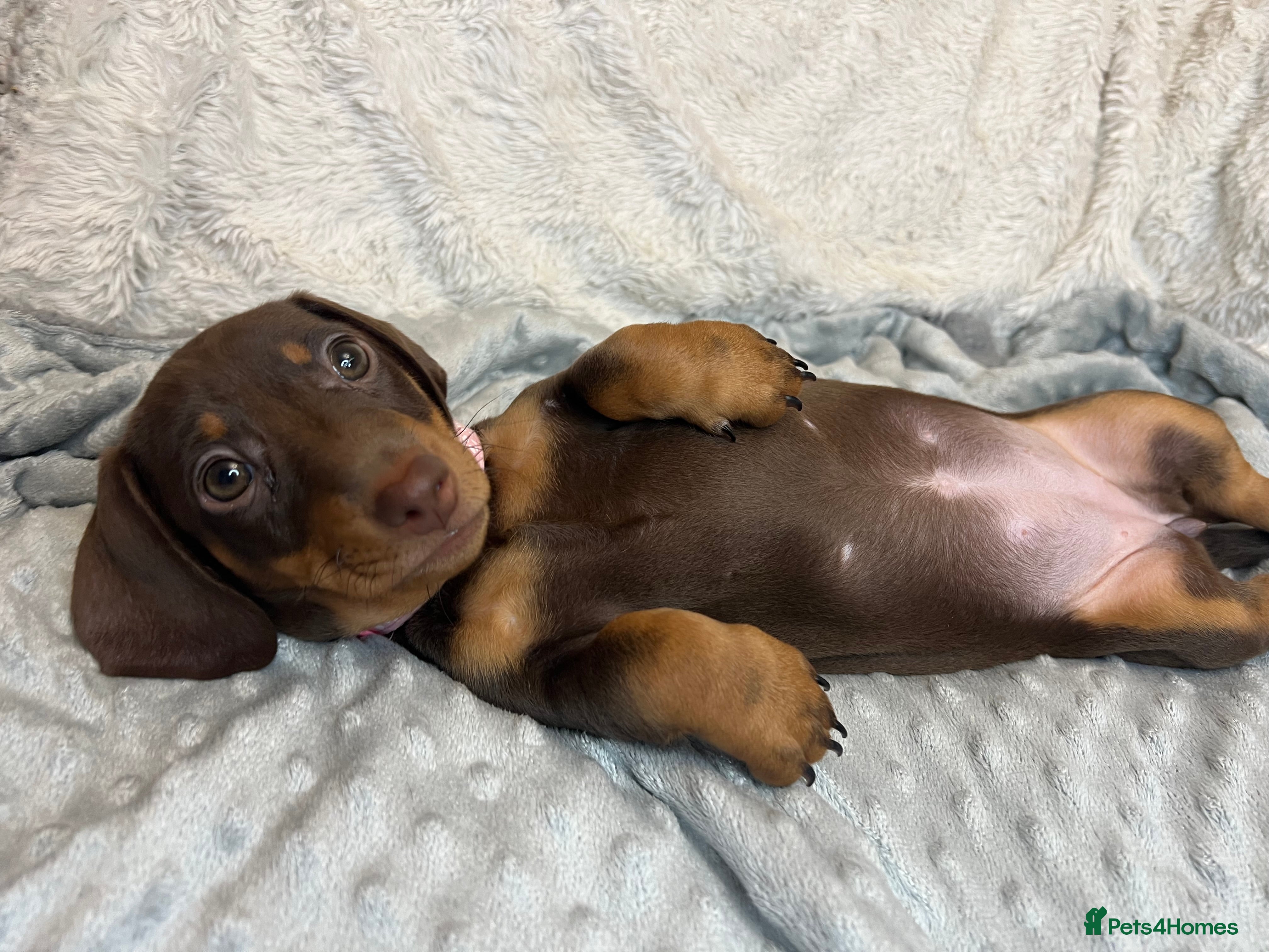 Dachshund dogs LAST ONE- Dachshund female puppy - last one - Advert 1