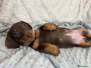 Dachshund dogs LAST ONE- Dachshund female puppy - last one - Advert 4