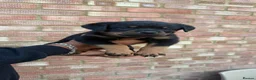 Rottweiler dogs for sale: Pure German Rottweiler Puppies For Sale - Advert 3