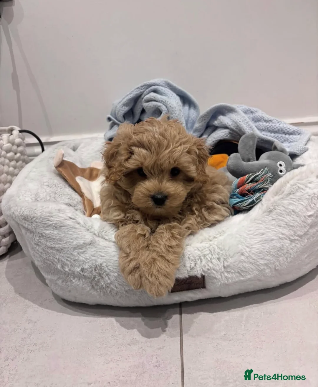 Maltipoo dogs for sale: Maltipoo Male Puppy - 10 weeks old  - Advert 1