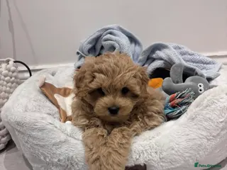 Maltipoo dogs Maltipoo Male Puppy - 10 weeks old - Advert 1