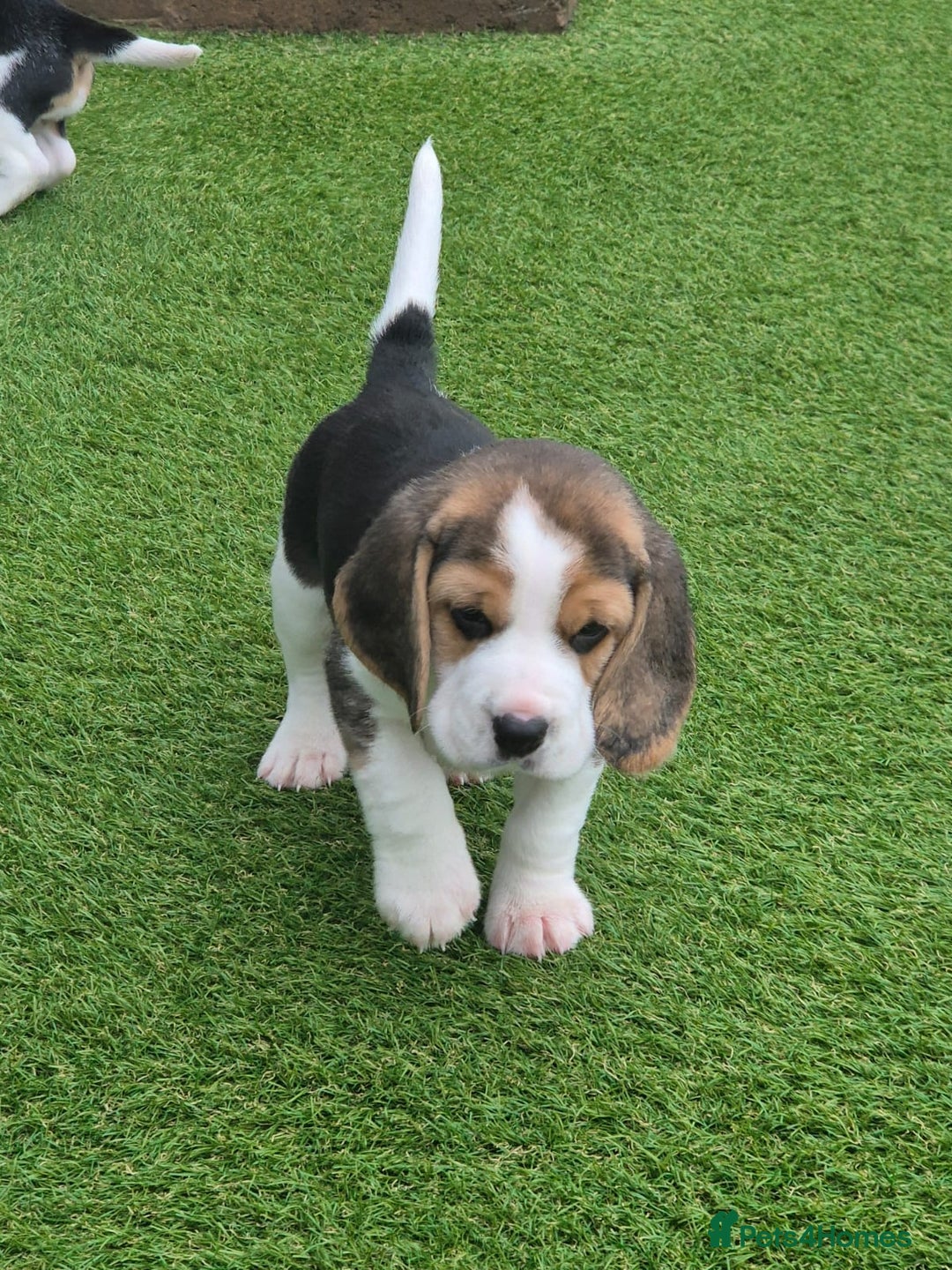 Beagle dogs for sale: Champion show line beagle puppies  - Advert 1