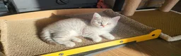 Scottish Fold cats for sale: Adorable Scottish fold kittens - Advert 9