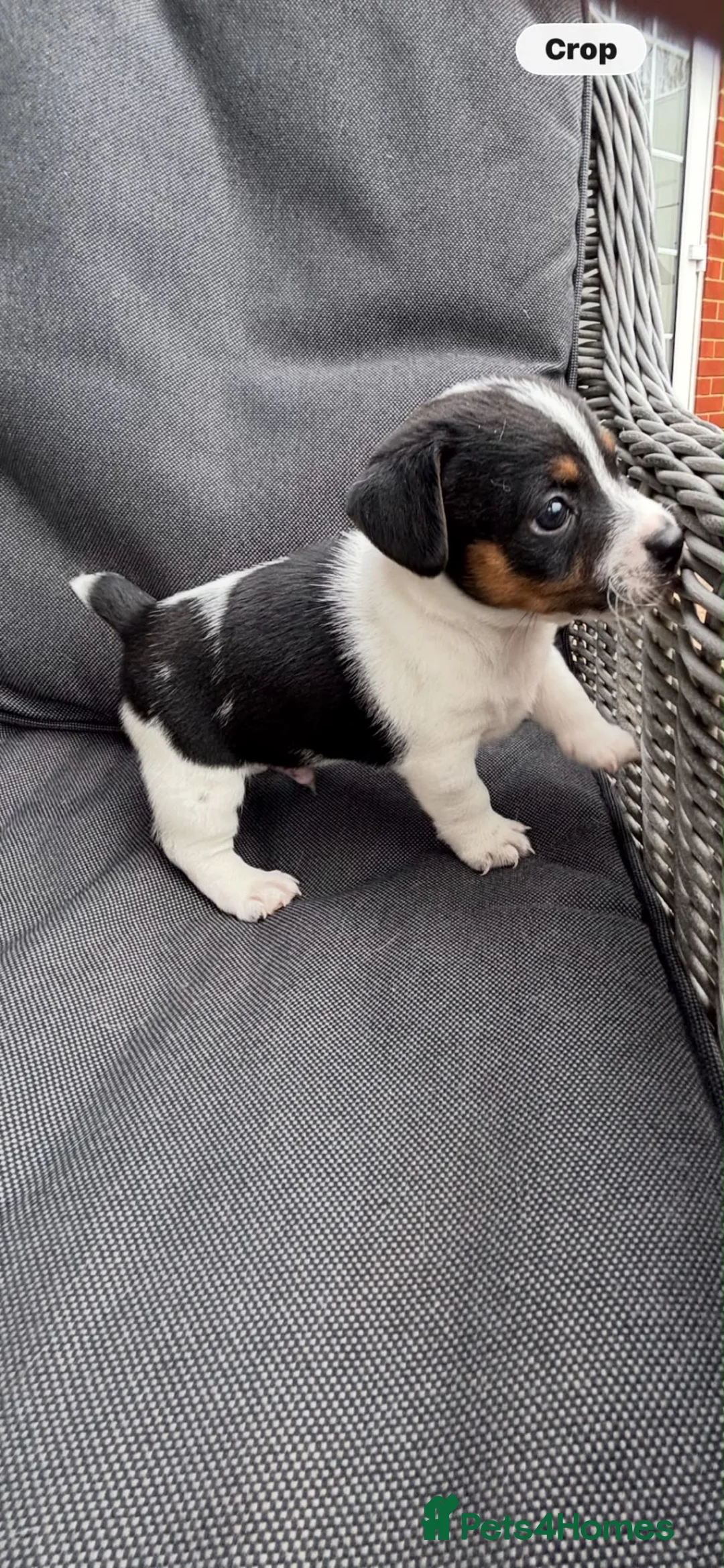 Jack Russell dogs for sale: Jack Russell pups  - Advert 2