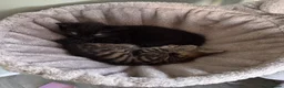 Mixed Breed cats for sale: 2 Kittens. - Advert 5