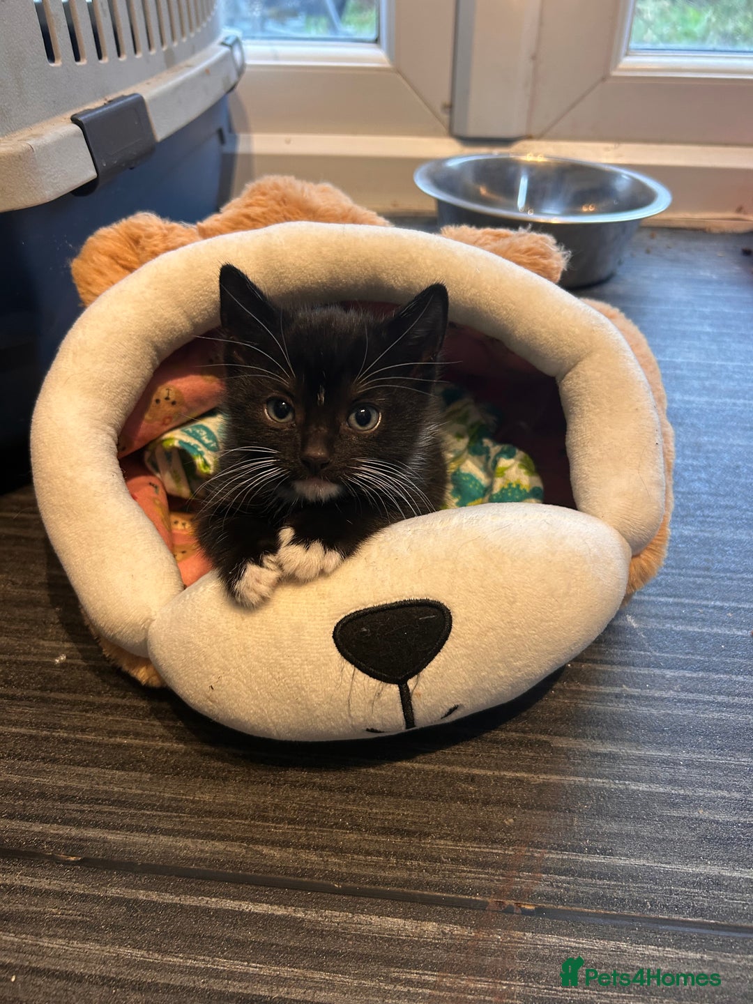 Mixed Breed cats for sale: 2 mixed breed kittens  - Advert 3